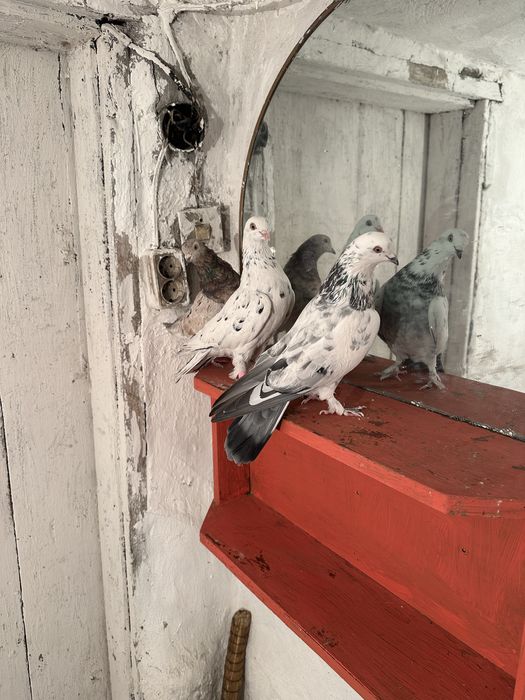 Продам Голуби разных пародь