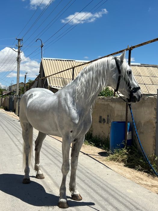 Пррдется орловский рысак