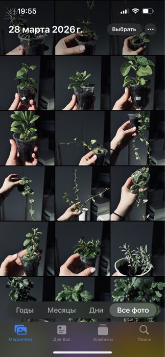 Остеоспермум остик