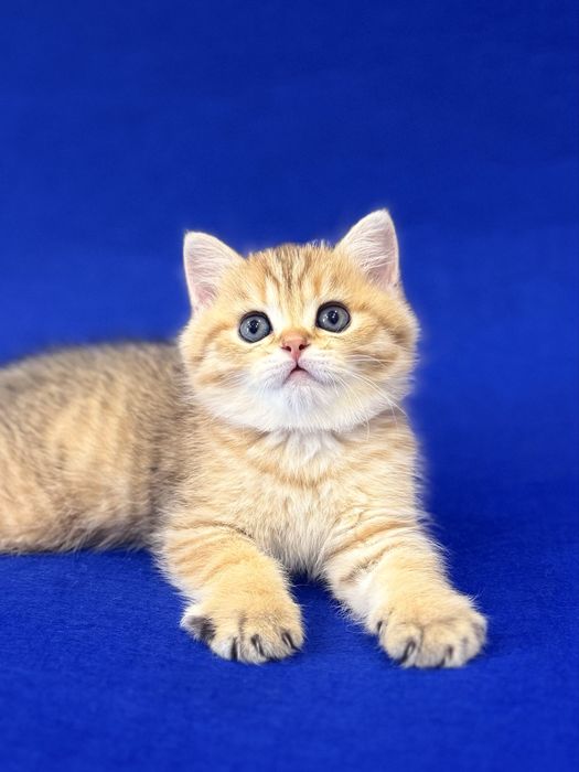 Британский Золотой мальчик