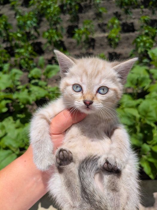 Котята ищут хороших хозяев