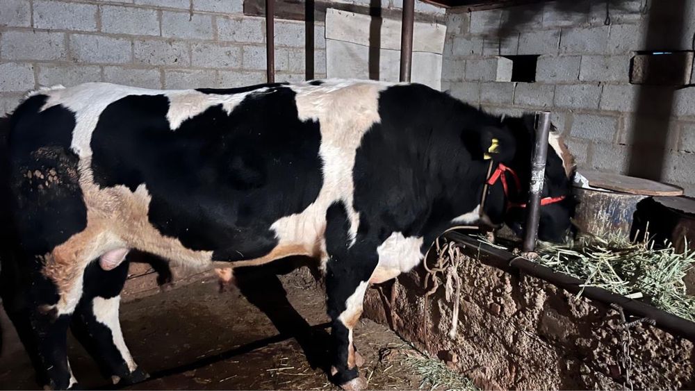 Тез арада бұқа сатылады