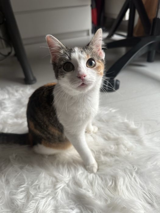 Zambolina cauta casuta