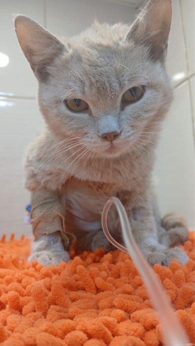 Отдаем котенка в добрые руки