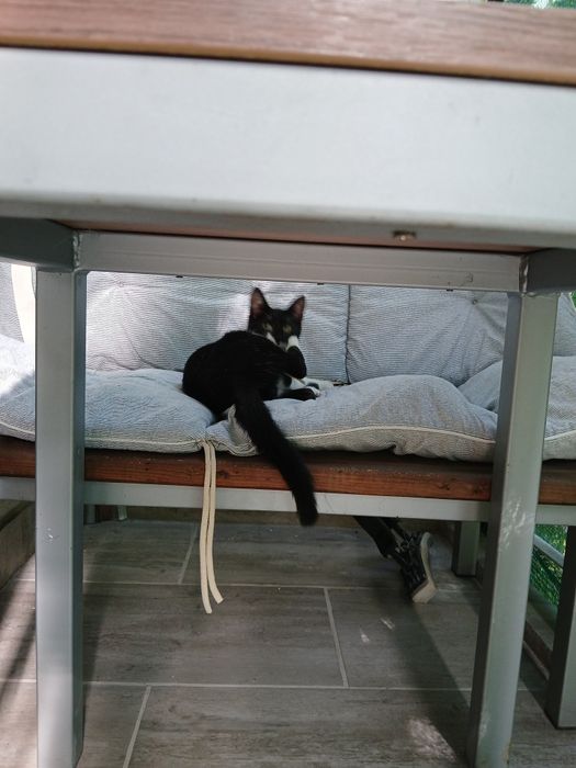 Подарява се котенце