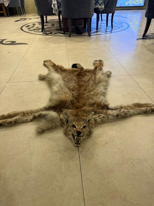 Продам чучело волка