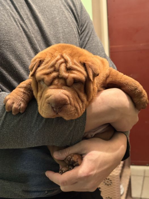 продам щенят шарпея