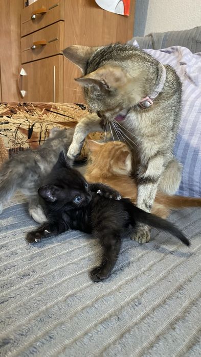 Отдам котят бесплатно