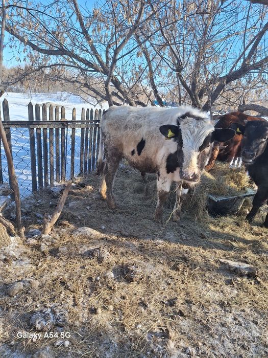 продам бычков 4 головы