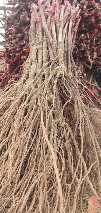 Butasi vita de vie toate soiurile masa vin hibride preturi avantajoase