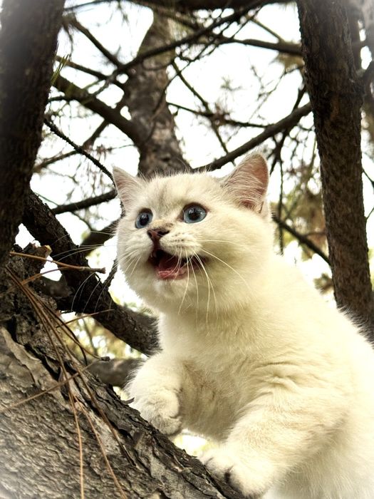 Premium British Shorthair Blue Point — Chempion Liniya