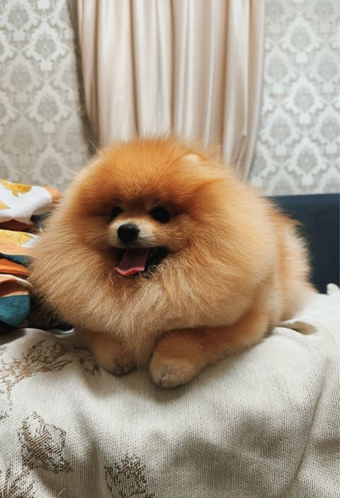 Предлагаеться к вязке шпиц