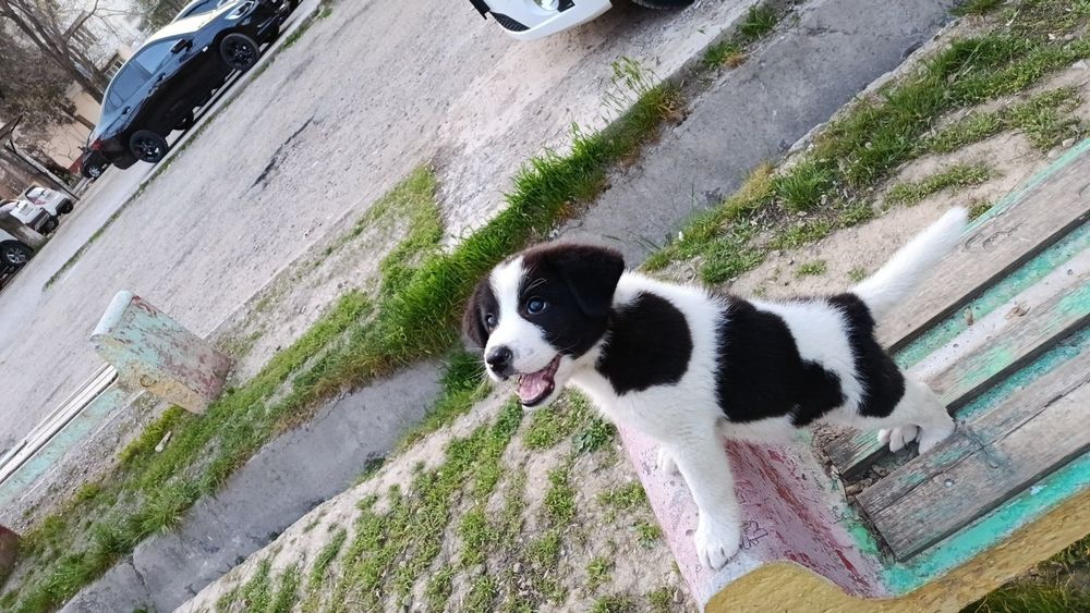 Щенок- девочка , 3 месяца