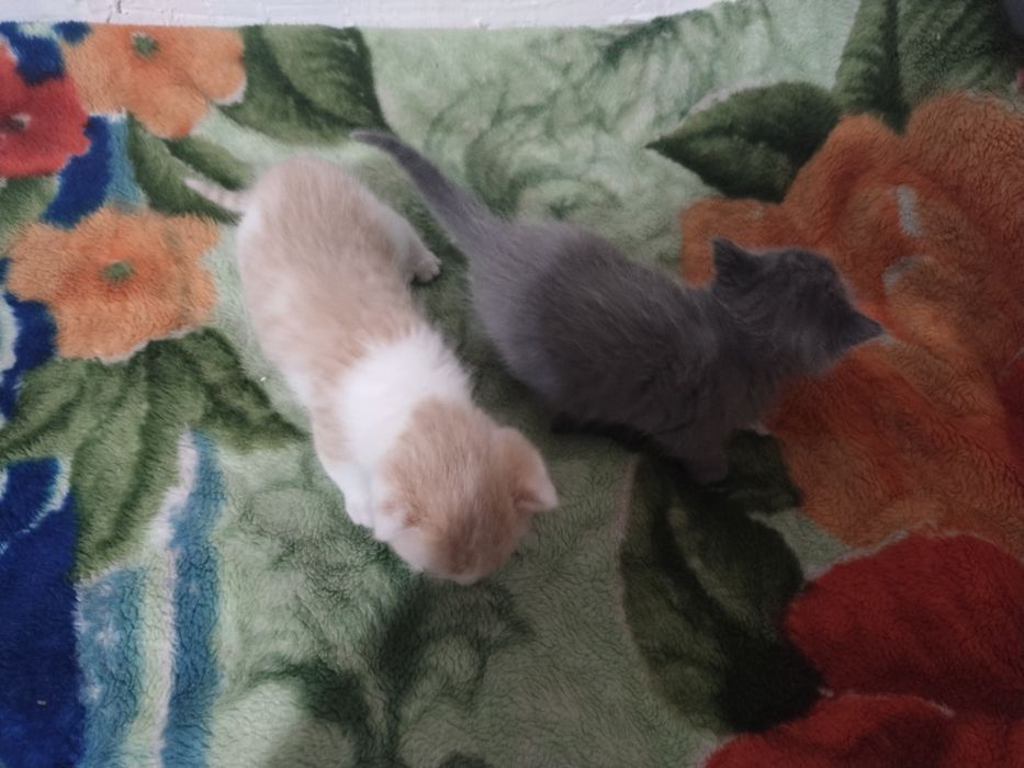 Отдам котят бесплатно