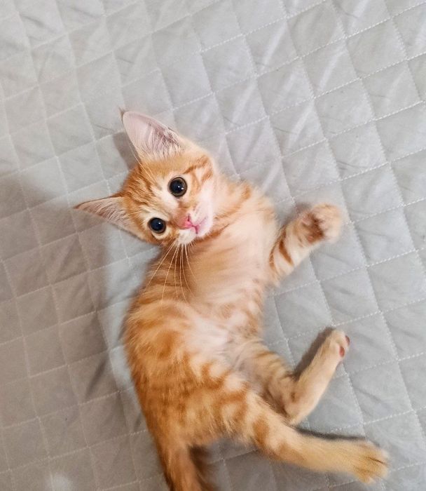 Котёнок ждёт своих хозяев