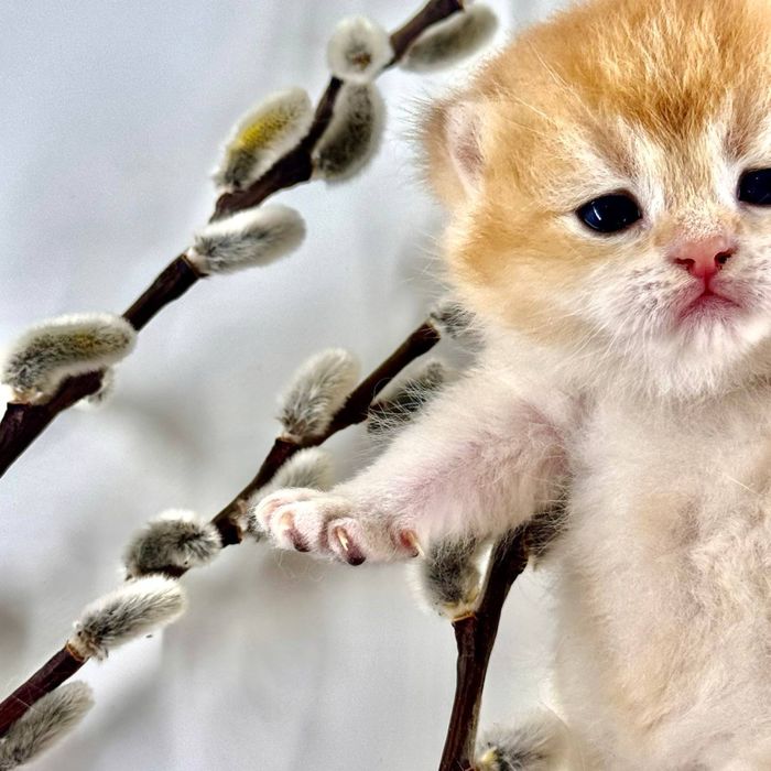 Плюшки золотинки лялечки