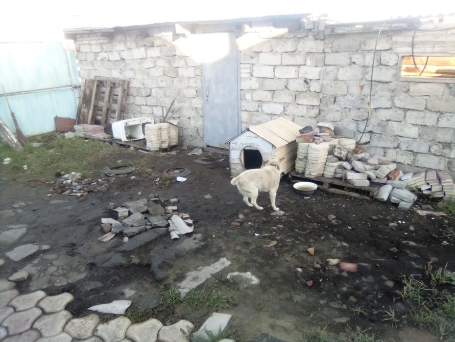 Отдам Собачку в хорошие руки.