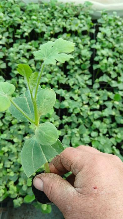 Разсад домат, краставици, зеле и др.