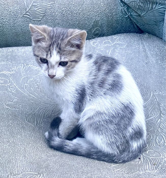 Красивые котики бесплатно