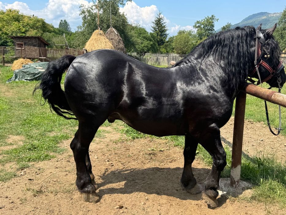 Vând armăsar în vârstă de 6 ani cuminte nu mușcă nu zvârle învățat la muncile agricole și gospodărești accept ori ce probă la plăcerea clientului