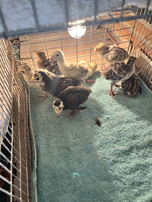 Индюшаты 1 недельный