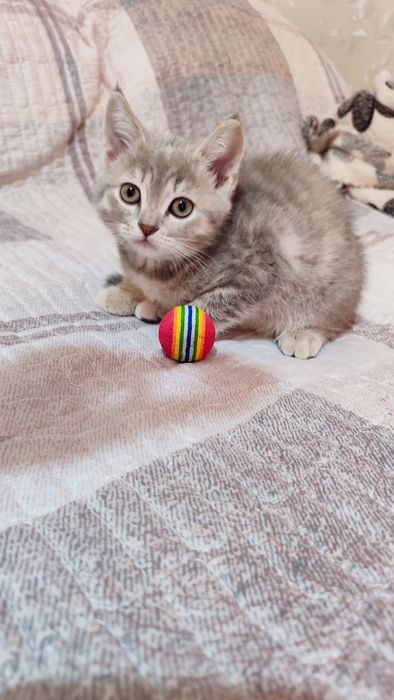 Котята скоттиш фолд и страйт