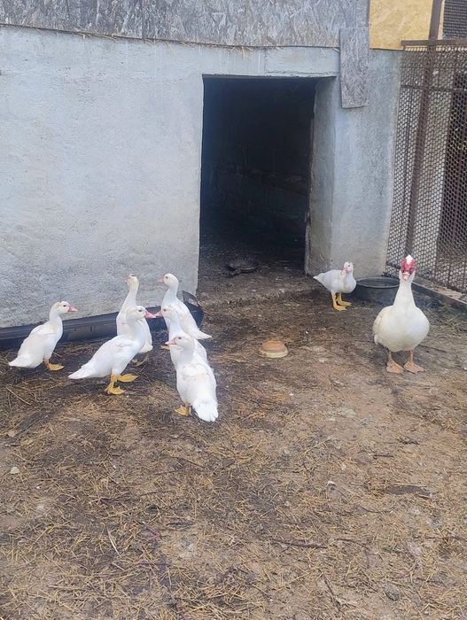 Vând rațe leșești