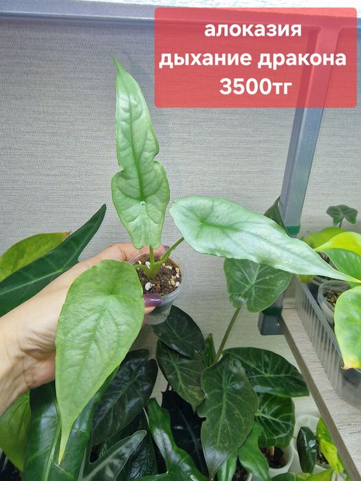 Комнатные цветы (домашние)