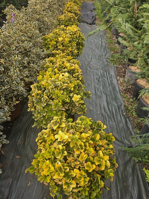 Yuca rostrata leylandi bonzai spirale ponpon