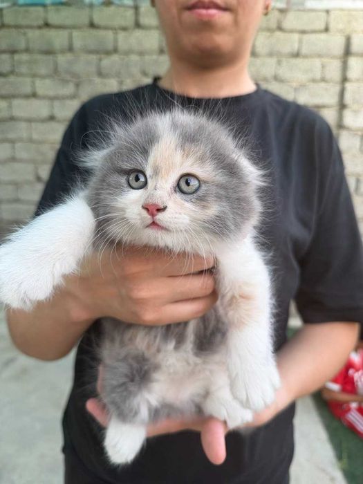 Продаётся котики 40 дней