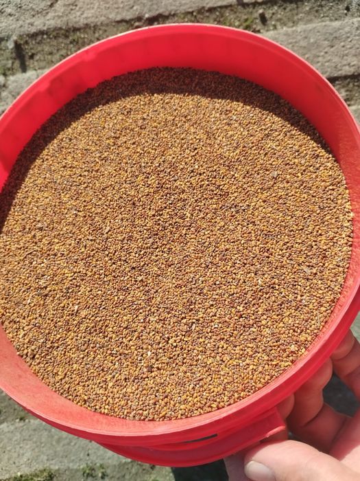 Sămânța de lucerna