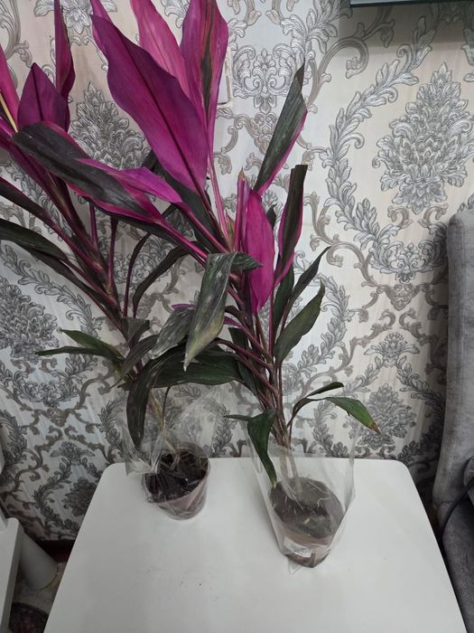 Домошние цветы , Үй өсімдіктері