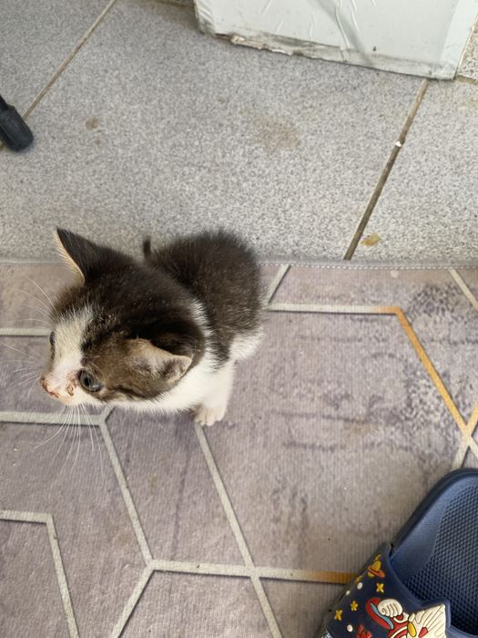 котенок маленьки  красивый