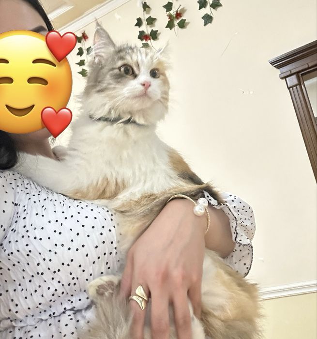 Даром в добрые руки