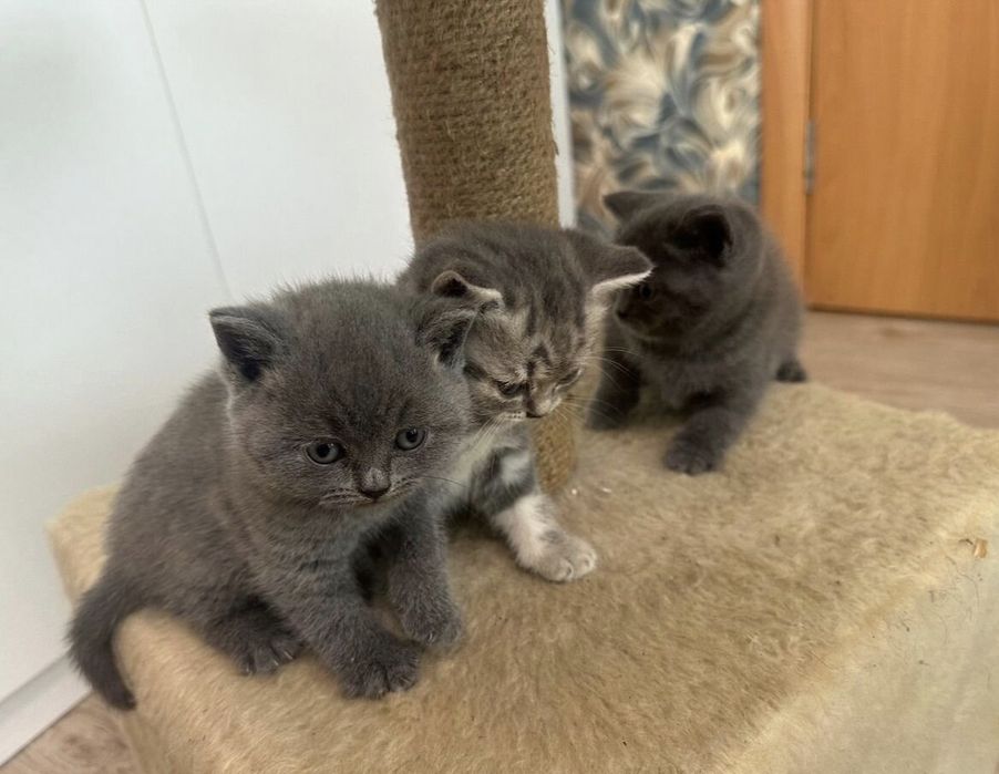 Британские котята
