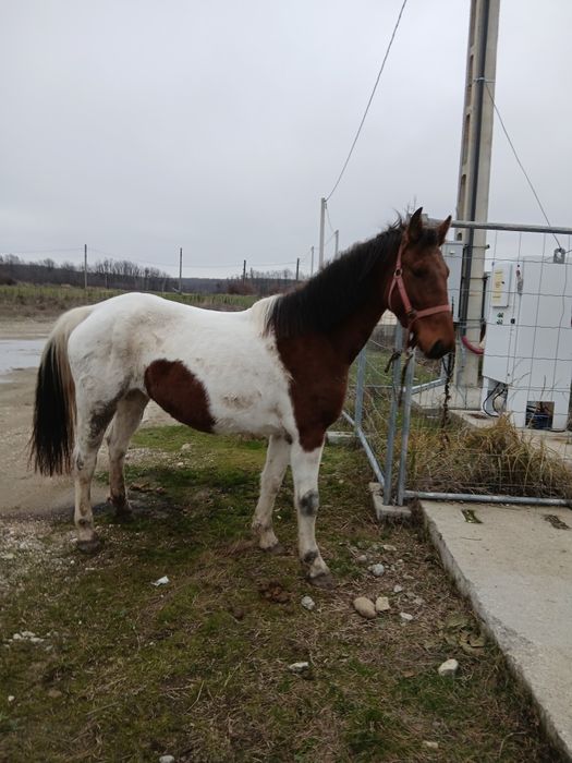 Iapa Pinto gestanta/schimb