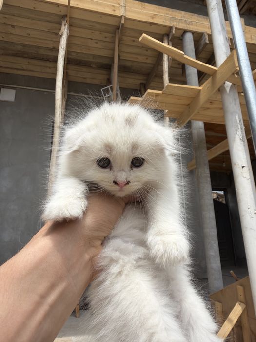 mushun cunadganla bladi buni  narxn kelwamz bemalol tel qlila