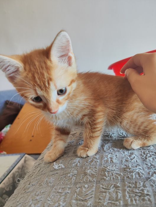 Подарявам котенце.