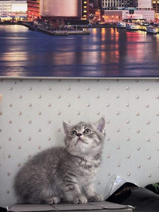 Котята британцы 2 месяца