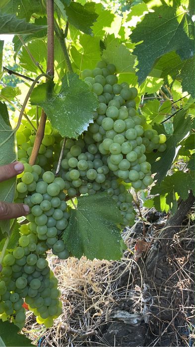 Struguri pentru vin