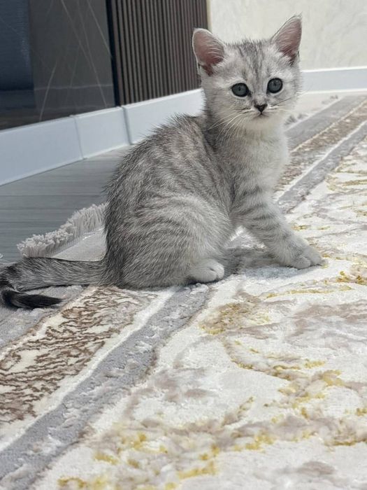 Tozza qonli shinshila okrasli strayt qizaloq sotiladi