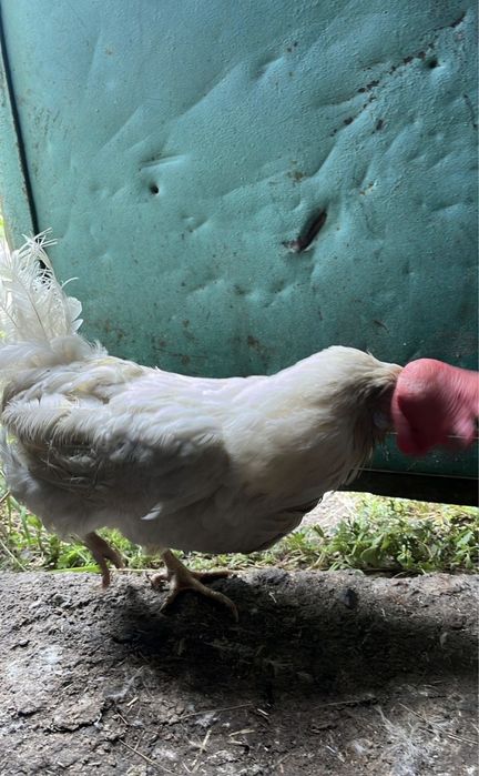 Куры Несушки Ломан Уайт