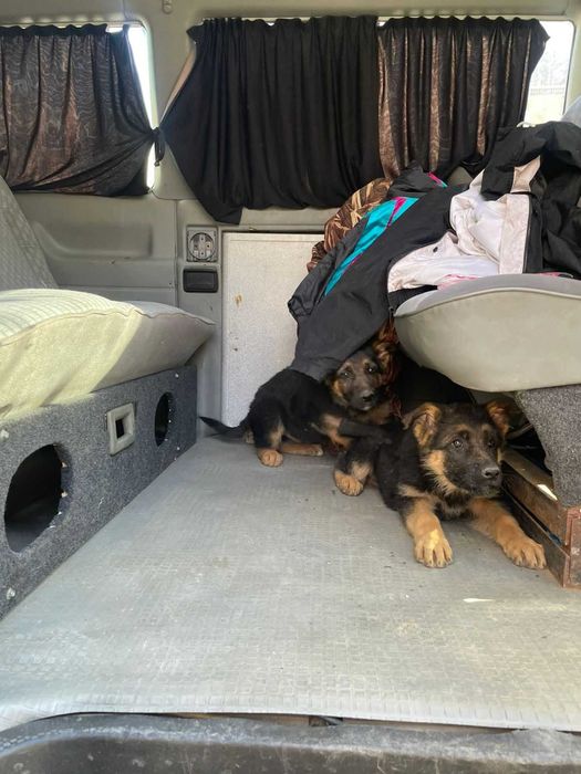 В продаже щенята Немецкой Овчарки