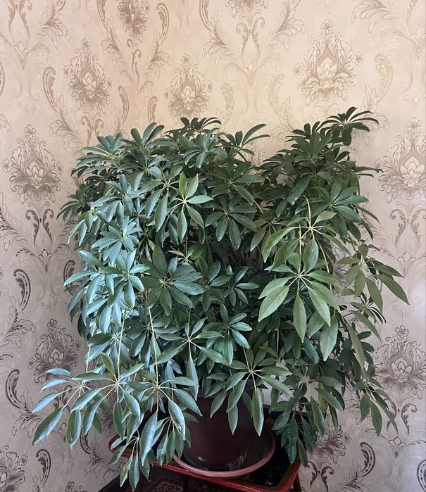 Шикарные шефлеры, крупные, недорого