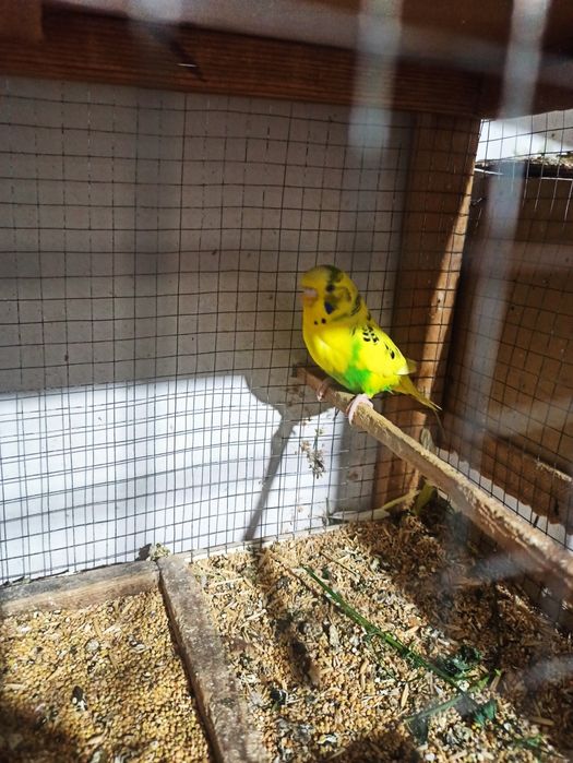 Papugaylar sotiladi sogʻlom sarigʻi 80ming qolgani 50ming