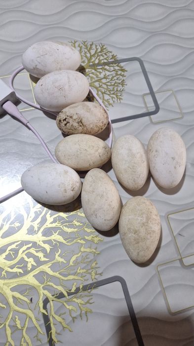 Продам гусиные яйца