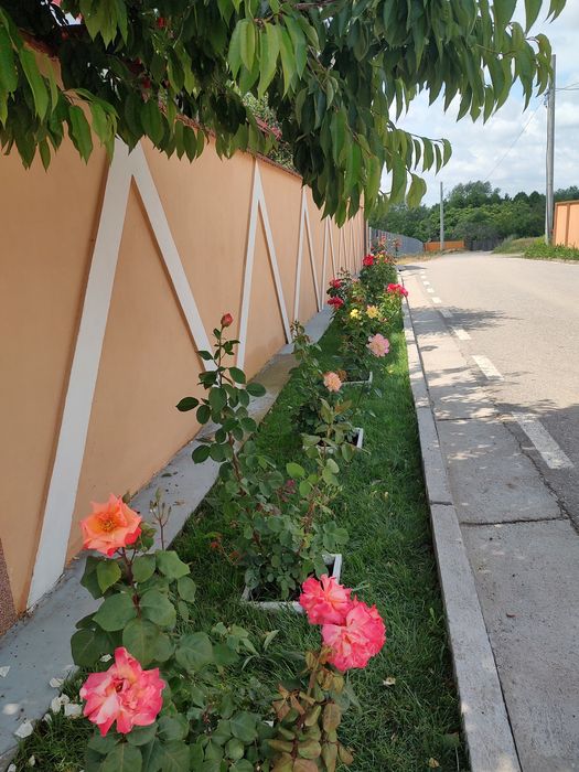 Casă de vînzare Malu Mare