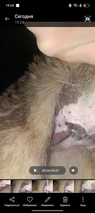 Отдам щенков в кыргауылды