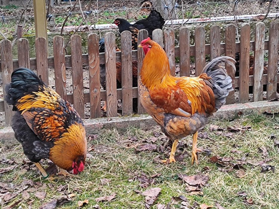 Vând cocos Wiandotte pe negru