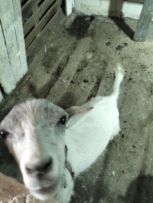 Продам  козачку срочно